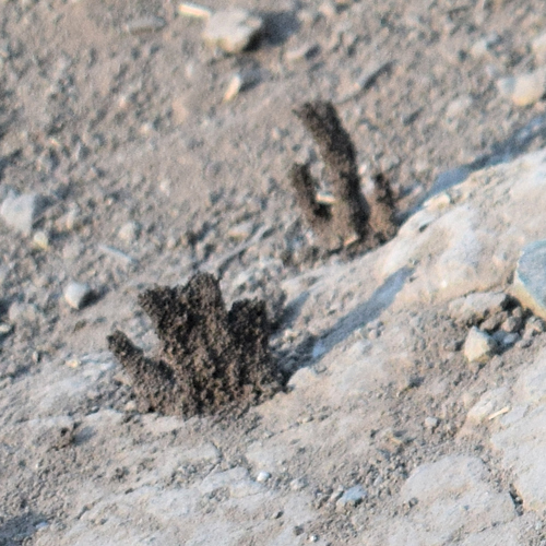 Western Subterranean Termite photographed in Oklahoma