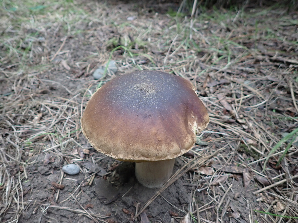 Boletus edulis · March 2026 · photo: © rayjackson (iNaturalist, cc-by)