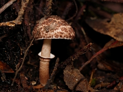 Lepiota haemorrhagica