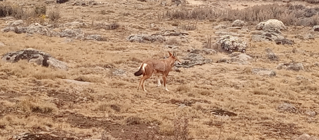 Canis simensis, Bale, Oromia, Ethiopia, by abate1
