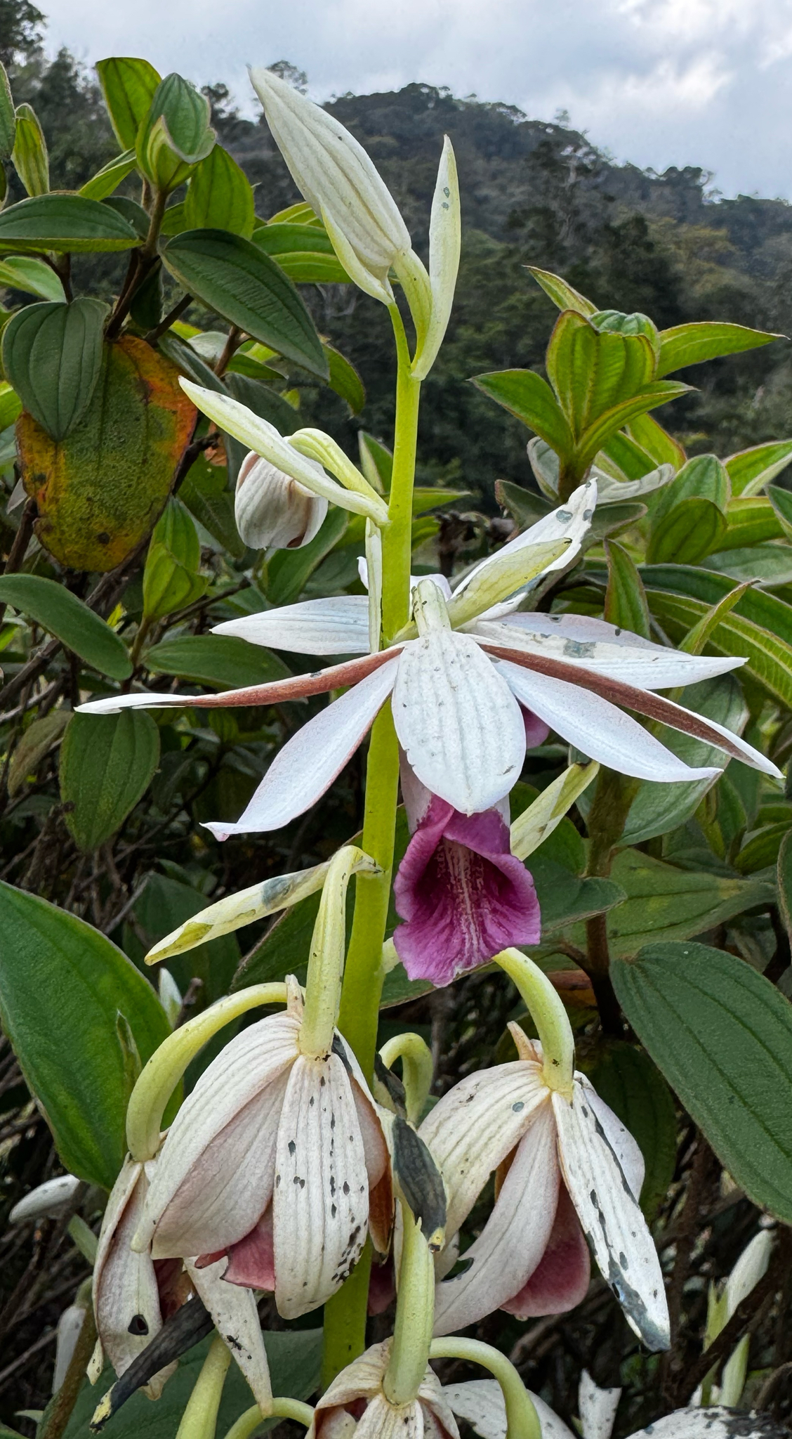 Calanthe tankervilleae (Calanthe tankervilleae)