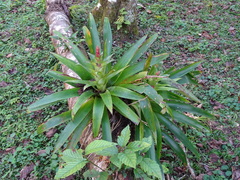 Tillandsia deppeana, photograph (c) Alexis López Hernández, some rights reserved (CC BY)