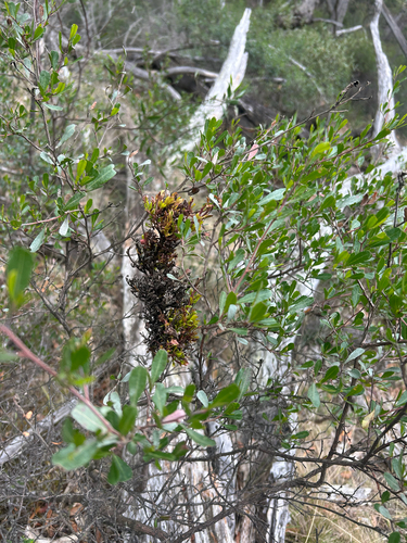 Dodonaea viscosa observed 2026-03-07
