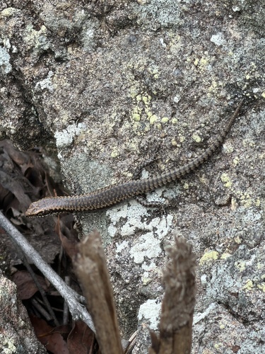 Dark Barsided Skink, Concinnia martini