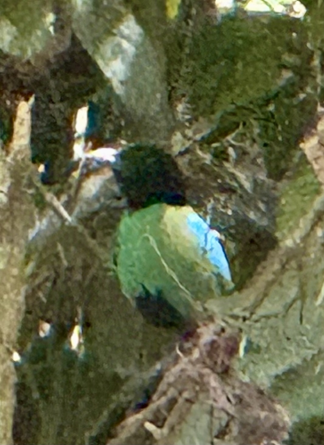 Western Hooded Pitta (Pitta sordida), photo 1