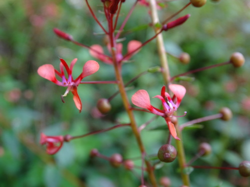 Lopezia racemosa, photograph 6