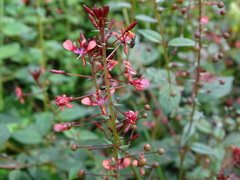 Lopezia racemosa, photograph (c) Alexis López Hernández, some rights reserved (CC BY)
