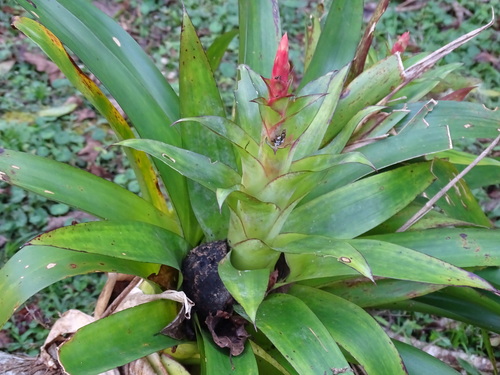 Tillandsia deppeana, photograph 4