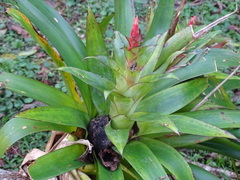 Tillandsia deppeana, photograph (c) Alexis López Hernández, some rights reserved (CC BY)