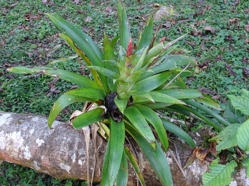 Tillandsia deppeana, photograph 6
