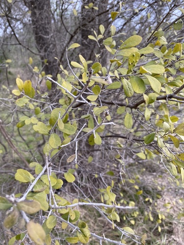 Diospyros texana