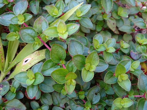 Heterocentron elegans, photograph 1