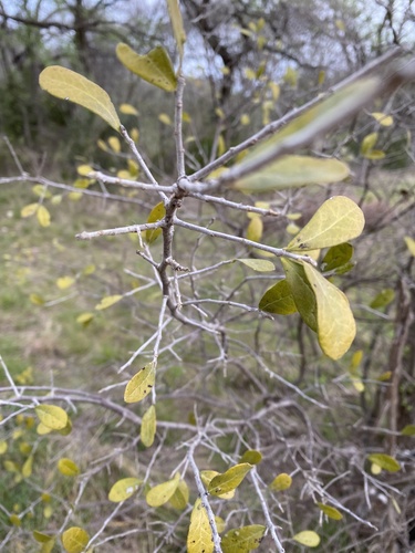 Diospyros texana