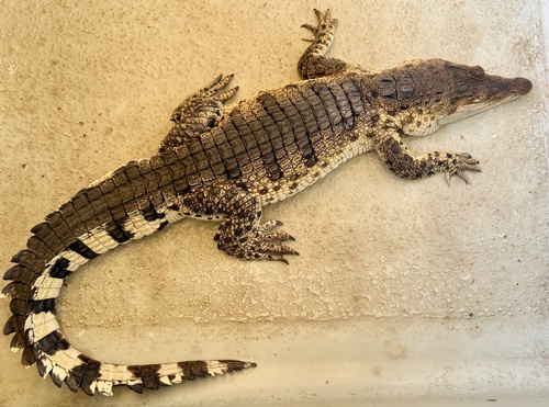 Philippine crocodile, Crocodylus mindorensis