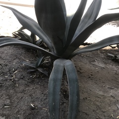 Agave weberi