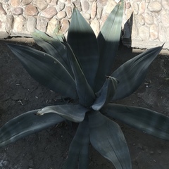 Agave weberi