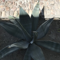 Agave weberi