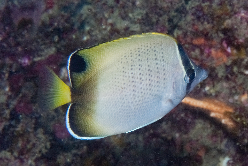 Afrikaanse koraalvlinder (Chaetodon dolosus) — Chaetodontidae