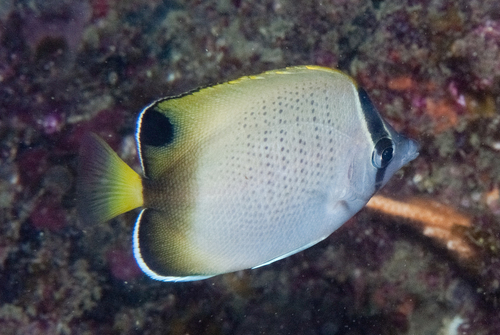 African butterflyfish (Chaetodon dolosus) — Chaetodontidae