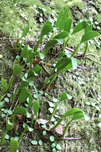 Ambrosia Orchid (Bulbophyllum ambrosia)