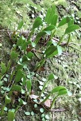 Bulbophyllum ambrosia
