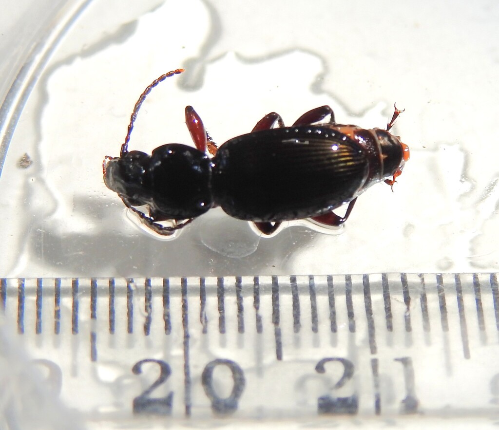 Clock Insect Black Clock from Silwood on March 19, 2026 at 11:15 AM by Lin, Zhanyi ...