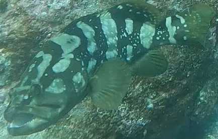 Coral cod (Epinephelus bruneus) — Serranidae