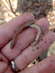 Virginia valeriae elegans