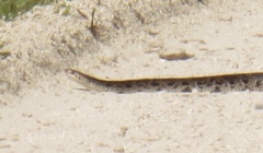 Pituophis melanoleucus mugitus image