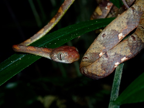 White-spotted Cat Snake
