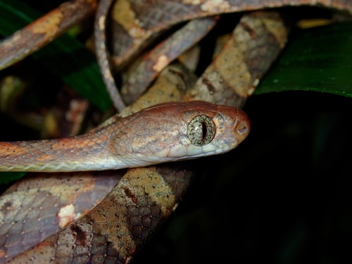 White-spotted Cat Snake
