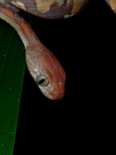 White-spotted Cat Snake