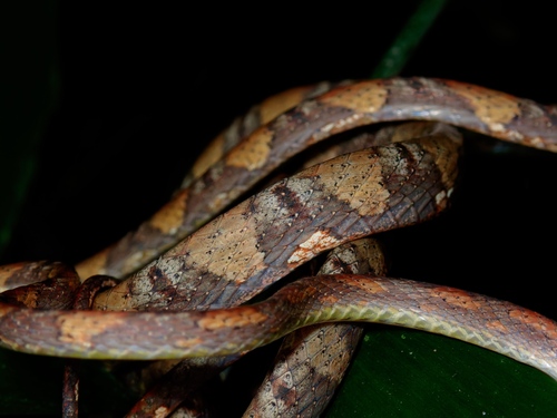 White-spotted Cat Snake