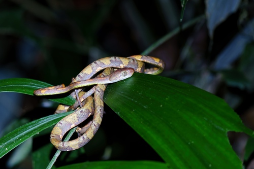White-spotted Cat Snake