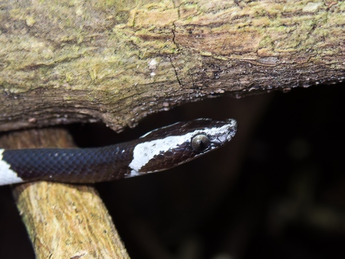 Scarce Wolf Snake