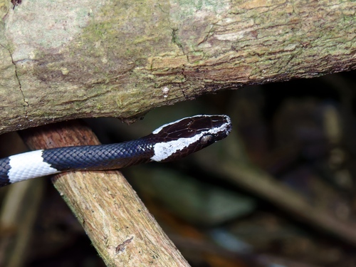 Scarce Wolf Snake