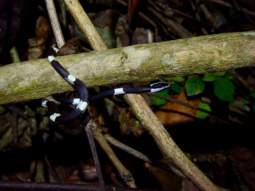 Scarce Wolf Snake