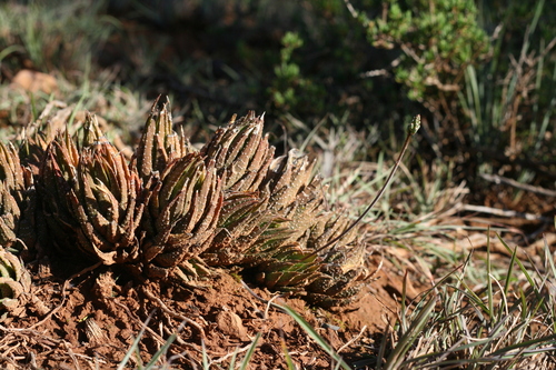 Haworthiopsis glauca var. herrei