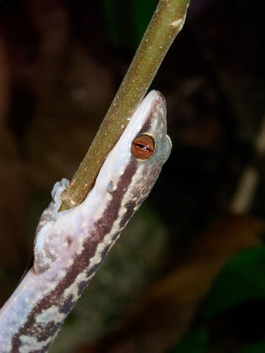 Four-striped Forest Gecko, Cyrtodactylus quadrivirgatus