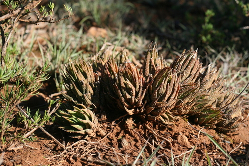 Haworthiopsis glauca var. herrei 2