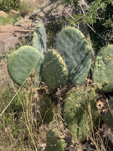 nopal tapón