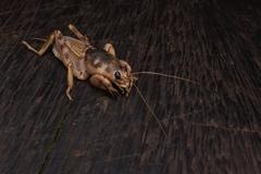 Scapteriscus oxydactylus