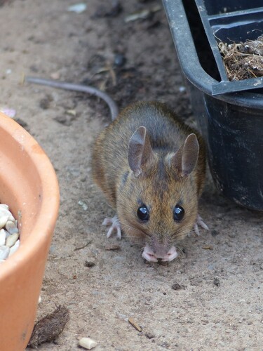 Long-tailed Field Mouse (Apodemus sylvaticus)