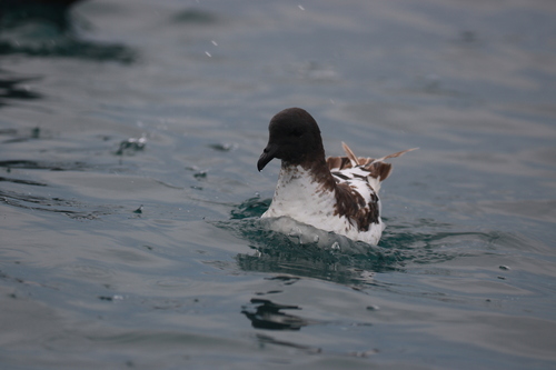 Petrel damero (Daption capense)