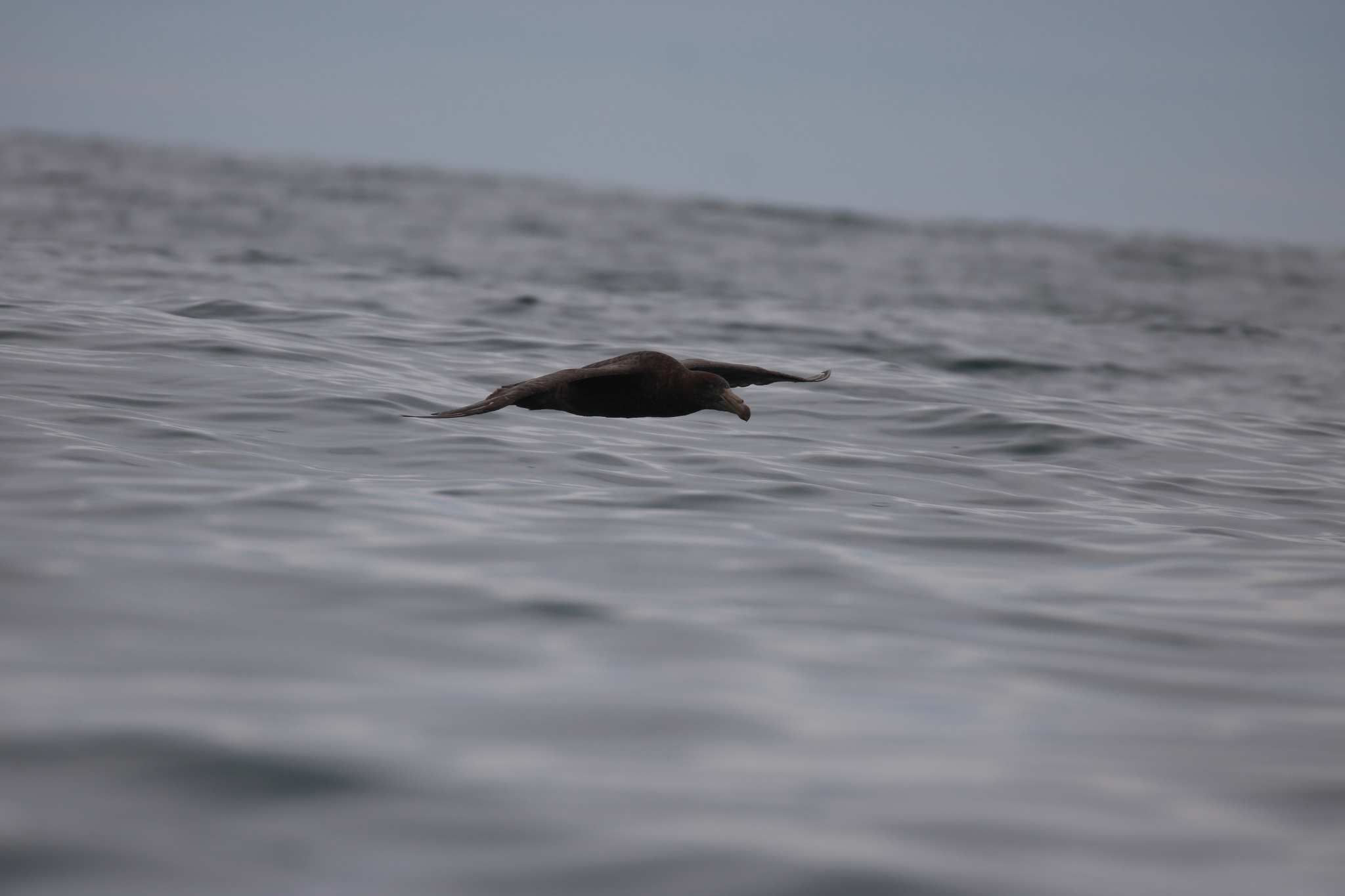 Northern Giant Petrel (Macronectes halli), photo 8
