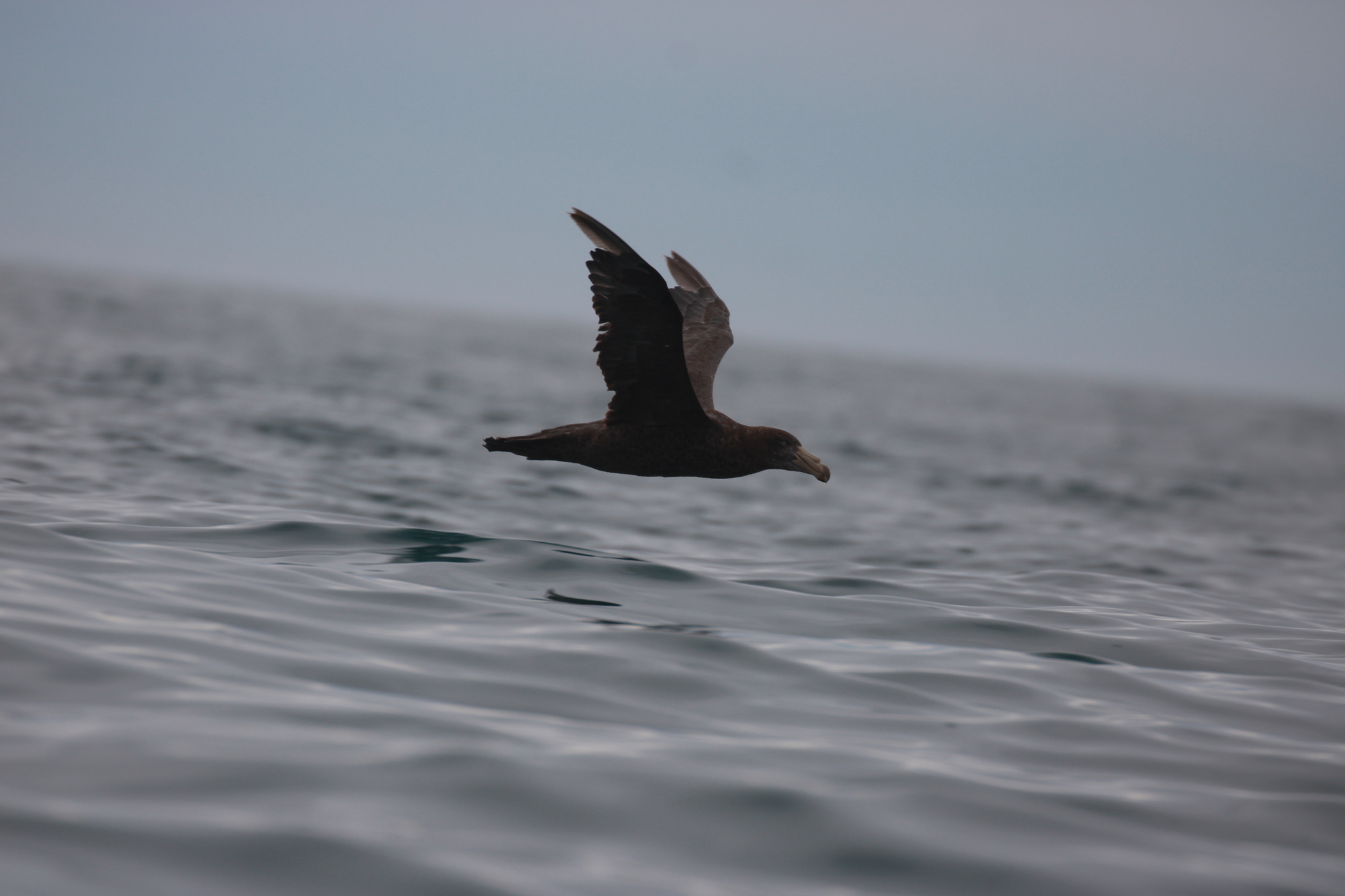 Northern Giant Petrel (Macronectes halli), photo 7