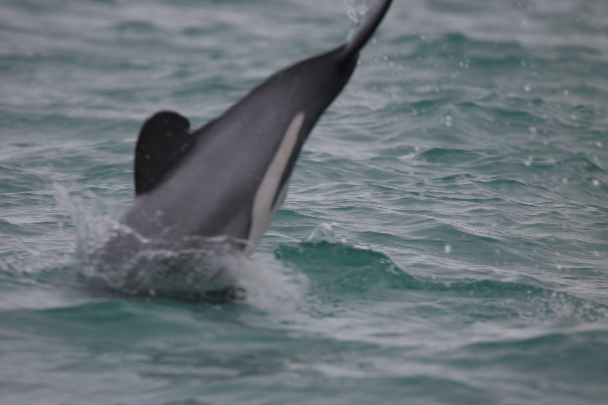 Cephalorhynchus hectori