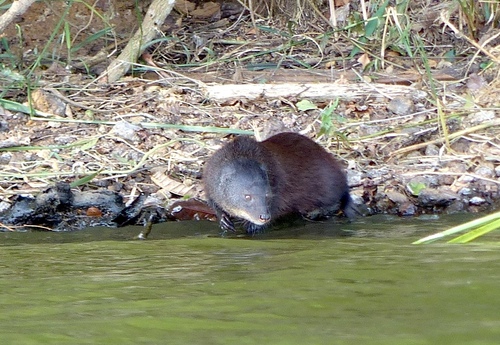 Marsh Mongoose (Atilax paludinosus)