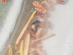 Hyperaspis connectens