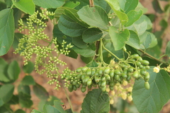 Cordia alba